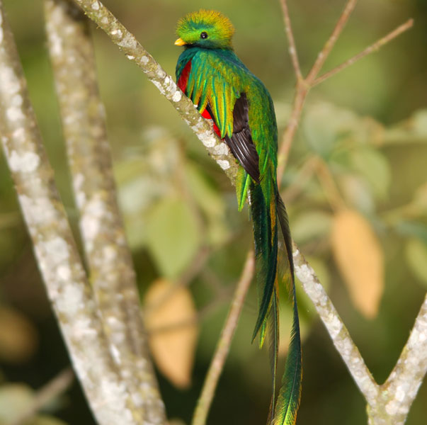 Male Quetzal