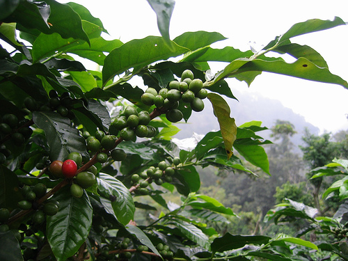 Coffee in the Rainforest