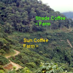 Shade Grown Coffee